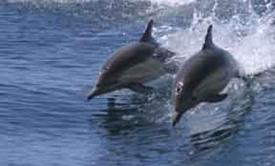 Tradewinds Seafront Apartments - Accommodation Australia 1