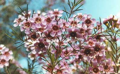 Tradewinds Seafront Apartments - Accommodation Australia 2