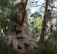 Valley of the Giants Cottage - Accommodation Australia