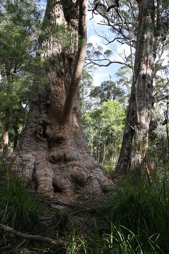 Valley Of The Giants Cottage - Accommodation Australia 0