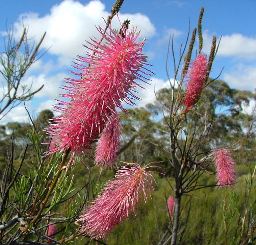 Mocardy WA Local Tourism
