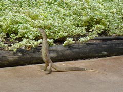 Town Caravan Park - Local Tourism 3