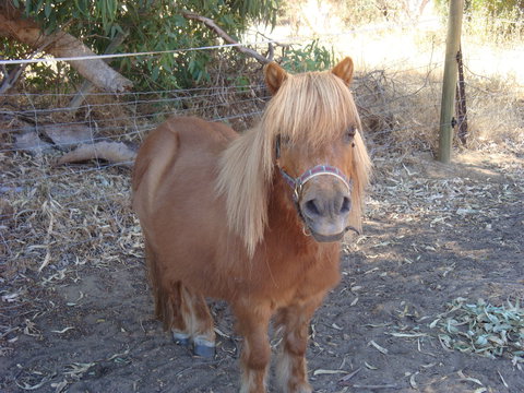 Bindoon's Windmill Farm - Accommodation Australia 1