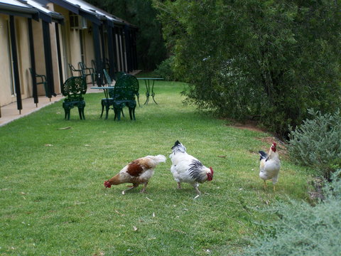 Burra Motor Inn - Accommodation Australia 2