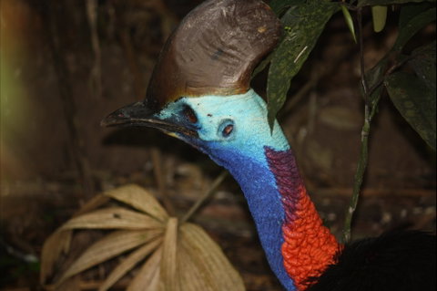 Daintree Wilderness Lodge - Accommodation Australia 1
