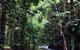 Daintree Wilderness Lodge - thumb 2