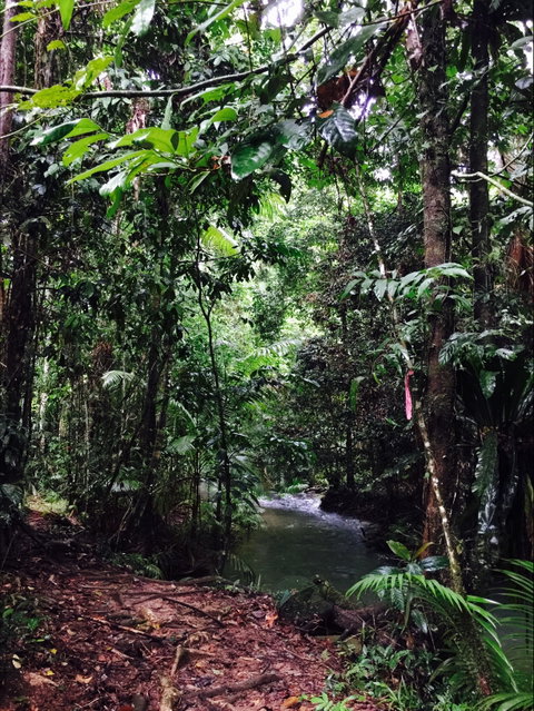 Daintree Wilderness Lodge - Accommodation Australia 2