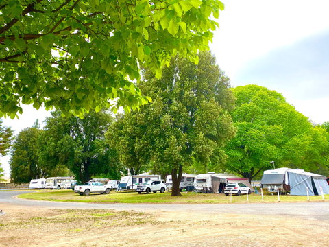 Molong Caravan Park - Local Tourism 1