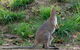 Nimbin Waterfall Retreat - thumb 2