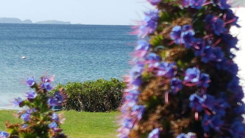 Rock Lobster - Accommodation Australia 2