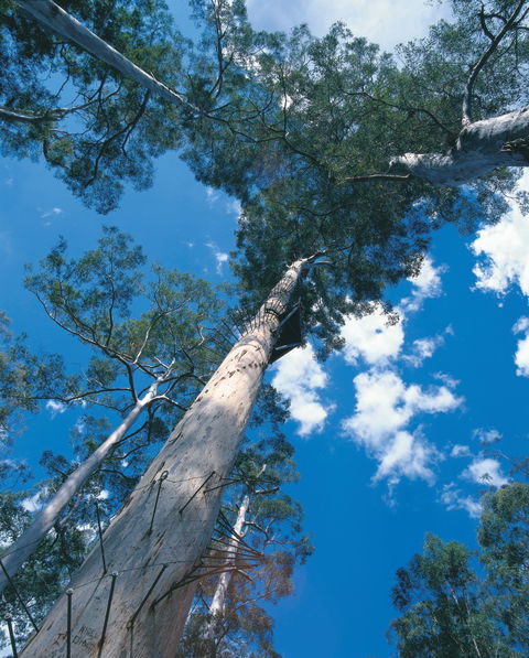 Drafty's Camp At Warren National Park - Local Tourism 2