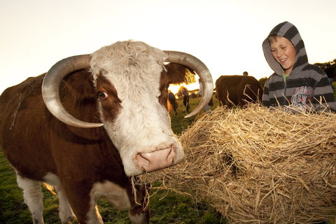 Kangaroobie - Local Tourism 2