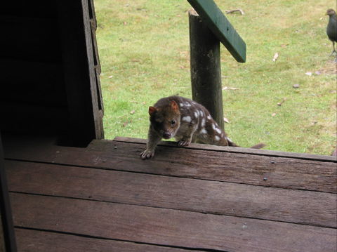 Mountain Valley Wilderness Holidays - Accommodation Australia 2