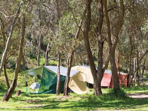 Pebbly Beach Campground - Yuraygir National Park - Local Tourism 1