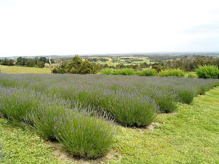 Serendipity Lavender Farm - Local Tourism 1