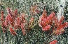 Wartook Gardens - Accommodation Australia 2