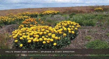 Alpine View Apartments - Accommodation Australia 0