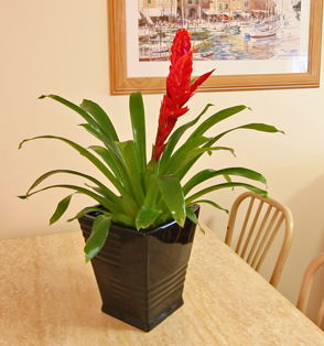 Beachcomber Motel And Apartments - Local Tourism 2