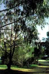 Mallacootas Shady Gully Caravan Park - Accommodation Australia 0
