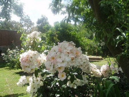 Hudspeth House Bed And Breakfast - Accommodation Australia 3