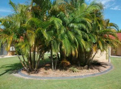 Yamba Motor Inn - Local Tourism 5