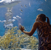 The Aquarium of Western Australia - Local Tourism