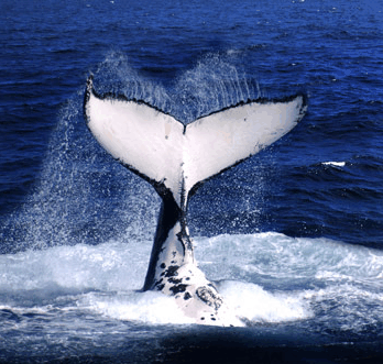 Brisbane Whale Watching - Accommodation Australia 0