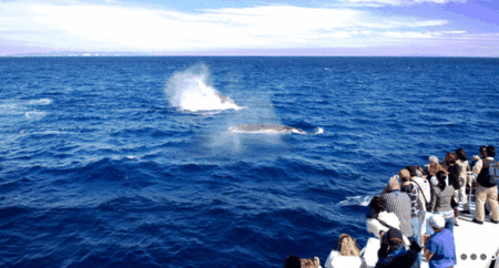 Brisbane Whale Watching - Accommodation Australia 1
