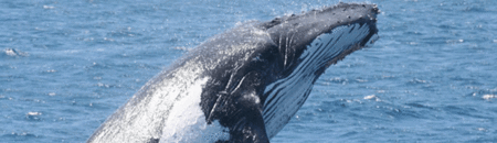Brisbane Whale Watching - Accommodation Australia 2