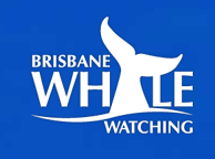 Brisbane Whale Watching - Accommodation Australia 3