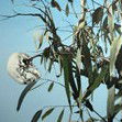 Dianne Tanzer Gallery & Projects - Local Tourism 1
