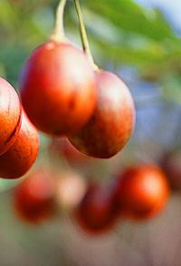Tropical Fruit World - Accommodation Australia 0