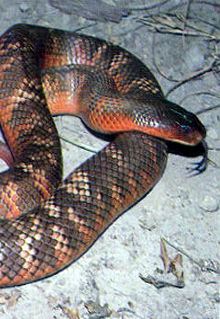 Armadale Reptile & Wildlife Centre - Accommodation Australia 0