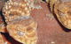 Armadale Reptile & Wildlife Centre - thumb 1