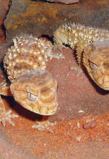 Armadale Reptile & Wildlife Centre - Accommodation Australia 1