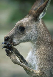 Armadale Reptile & Wildlife Centre - Accommodation Australia 2