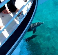 Pelican Charters - Local Tourism
