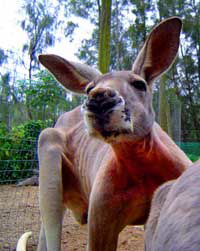 Birdland Animal Park - Australia Shopping 3