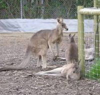 Jirrahlinga Koala  Wildlife Sanctuary - Local Tourism