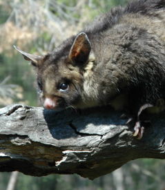 Moonlit Sanctuary Wildlife Conservation Park - Accommodation Australia 0