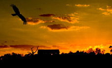 Werribee Open Range Zoo - Accommodation Australia 1
