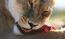 Werribee Open Range Zoo - Accommodation Australia 2