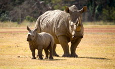 Werribee Open Range Zoo - Accommodation Australia 3