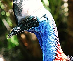 Alma Park Zoo - Accommodation Australia 0