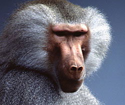 Alma Park Zoo - Accommodation Australia 1