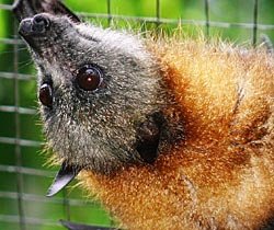 Alma Park Zoo - Accommodation Australia 2