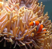 Reef HQ Great Barrier Reef Aquarium - Local Tourism