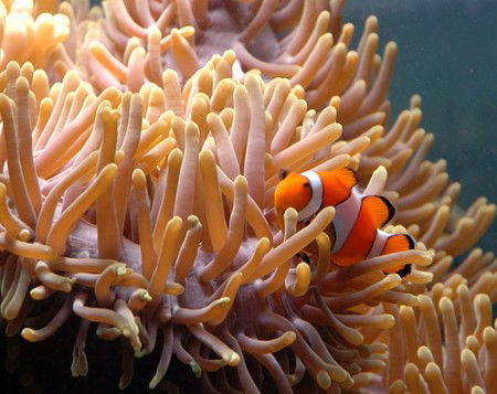Reef HQ Great Barrier Reef Aquarium - Accommodation Australia 0
