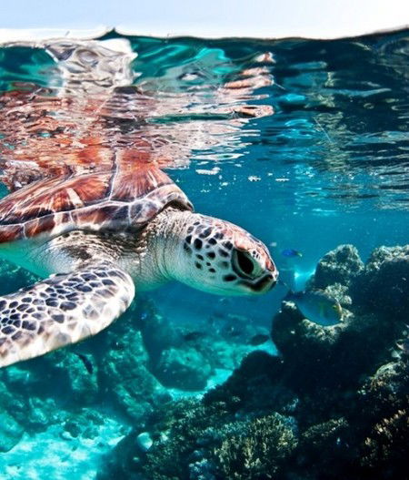 Reef HQ Great Barrier Reef Aquarium - Accommodation Australia 1
