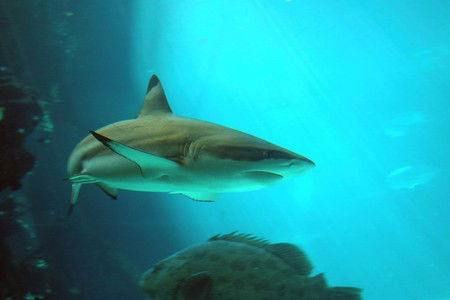 Reef HQ Great Barrier Reef Aquarium - Accommodation Australia 2